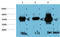 Glycogen Synthase Kinase 3 Beta antibody, STJ97739, St John