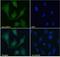 Wnt Family Member 4 antibody, NB100-1006, Novus Biologicals, Immunocytochemistry image 