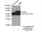 Ariadne RBR E3 Ubiquitin Protein Ligase 2 antibody, 15006-1-AP, Proteintech Group, Immunoprecipitation image 