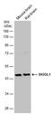 SH3 Domain Containing GRB2 Like 1, Endophilin A2 antibody, PA5-78418, Invitrogen Antibodies, Western Blot image 