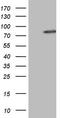 Nuclear Receptor Coactivator 4 antibody, LS-C340009, Lifespan Biosciences, Western Blot image 