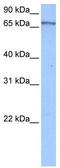 Poly(A) Binding Protein Cytoplasmic 4 antibody, TA345860, Origene, Western Blot image 