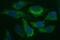 HAUS Augmin Like Complex Subunit 7 antibody, MA5-26313, Invitrogen Antibodies, Immunocytochemistry image 
