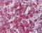 Sushi Domain Containing 2 antibody, orb96654, Biorbyt, Immunohistochemistry paraffin image 