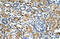 Zinc Finger Protein 169 antibody, 30-318, ProSci, Immunohistochemistry paraffin image 