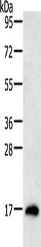 Receptor Activity Modifying Protein 1 antibody, CSB-PA995687, Cusabio, Western Blot image 