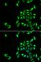Casein Kinase 1 Alpha 1 Like antibody, LS-C335682, Lifespan Biosciences, Immunofluorescence image 