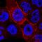Carbonic Anhydrase 9 antibody, AF2188, R&D Systems, Immunofluorescence image 