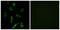 Olfactory Receptor Family 5 Subfamily B Member 3 antibody, GTX87775, GeneTex, Immunofluorescence image 