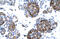 BARX Homeobox 1 antibody, 27-748, ProSci, Enzyme Linked Immunosorbent Assay image 