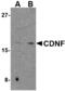Cerebral Dopamine Neurotrophic Factor antibody, MBS150171, MyBioSource, Western Blot image 