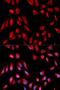 p21 antibody, orb334774, Biorbyt, Immunofluorescence image 