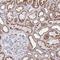 Exocyst Complex Component 5 antibody, NBP2-31841, Novus Biologicals, Immunohistochemistry frozen image 