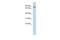 Zinc Finger Protein 366 antibody, PA5-41676, Invitrogen Antibodies, Western Blot image 