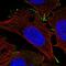 Transmembrane Protein 169 antibody, HPA070657, Atlas Antibodies, Immunocytochemistry image 
