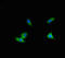 ALG12 Alpha-1,6-Mannosyltransferase antibody, LS-C398085, Lifespan Biosciences, Immunofluorescence image 