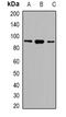 Serine And Arginine Rich Splicing Factor 5 antibody, orb382462, Biorbyt, Western Blot image 