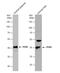 Paraoxonase 1 antibody, NBP2-19893, Novus Biologicals, Western Blot image 
