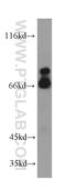 Minichromosome Maintenance Complex Binding Protein antibody, 19573-1-AP, Proteintech Group, Western Blot image 