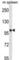 RNA Polymerase III Subunit B antibody, abx027628, Abbexa, Western Blot image 