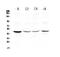 Caspase 4 antibody, A02941-1, Boster Biological Technology, Western Blot image 
