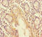 Tripartite Motif Containing 37 antibody, LS-C394869, Lifespan Biosciences, Immunohistochemistry paraffin image 