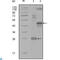 Mitogen-Activated Protein Kinase Kinase Kinase Kinase 4 antibody, LS-C812480, Lifespan Biosciences, Western Blot image 