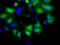 Crystallin Mu antibody, TA501433, Origene, Immunofluorescence image 