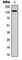Zinc Finger MYND-Type Containing 8 antibody, abx121820, Abbexa, Western Blot image 