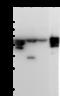 Histone Acetyltransferase 1 antibody, 100928-T36, Sino Biological, Western Blot image 