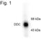 Aromatic-L-amino-acid decarboxylase antibody, PA1-4651, Invitrogen Antibodies, Western Blot image 