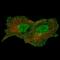 Annexin A1 antibody, NBP2-52875, Novus Biologicals, Immunofluorescence image 