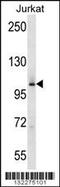 Mitogen-Activated Protein Kinase Kinase Kinase Kinase 2 antibody, 56-360, ProSci, Western Blot image 