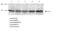 Prostaglandin Reductase 1 antibody, PA5-78430, Invitrogen Antibodies, Western Blot image 