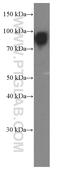 Afamin antibody, 66113-1-Ig, Proteintech Group, Western Blot image 