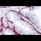 Bone Morphogenetic Protein 15 antibody, 254522, Abbiotec, Immunohistochemistry paraffin image 