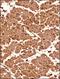 Senataxin antibody, NBP1-94712, Novus Biologicals, Immunohistochemistry paraffin image 