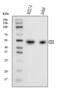 CD2 Molecule antibody, A00570-3, Boster Biological Technology, Western Blot image 