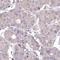 Acyl-CoA Oxidase Like antibody, HPA035392, Atlas Antibodies, Immunohistochemistry frozen image 