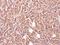 Glycine-N-Acyltransferase Like 1 antibody, NBP1-32600, Novus Biologicals, Immunohistochemistry frozen image 