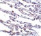 TRAF3 Interacting Protein 2 antibody, LS-C408, Lifespan Biosciences, Immunohistochemistry frozen image 