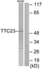 Tetratricopeptide Repeat Domain 23 antibody, LS-C119101, Lifespan Biosciences, Western Blot image 