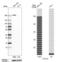 Myosin Heavy Chain 10 antibody, NBP2-38566, Novus Biologicals, Western Blot image 