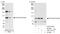 TFIIIC90 antibody, A301-239A, Bethyl Labs, Western Blot image 