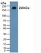 MAP2 antibody, LS-C298903, Lifespan Biosciences, Western Blot image 