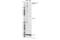 Protein Kinase, DNA-Activated, Catalytic Subunit antibody, 68716S, Cell Signaling Technology, Western Blot image 