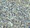 Caspase 8 antibody, A00042, Boster Biological Technology, Immunohistochemistry paraffin image 