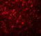 NLR Family Pyrin Domain Containing 10 antibody, GTX85154, GeneTex, Immunohistochemistry paraffin image 