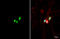 Clock Circadian Regulator antibody, GTX636283, GeneTex, Immunofluorescence image 