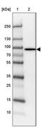 Phospholipase C Delta 1 antibody, PA5-54495, Invitrogen Antibodies, Western Blot image 